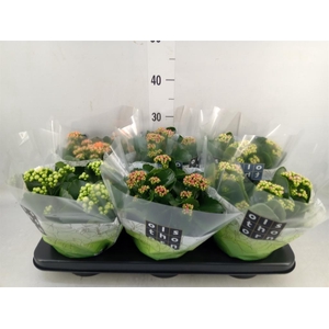 Kalanchoe blos.   ..rosebud mix  4