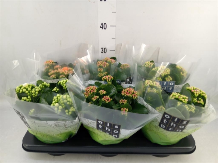 <h4>Kalanchoe blos. ..rosebud mix 4</h4>