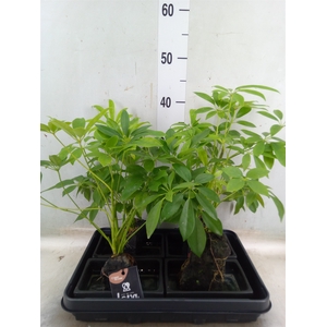 Arr.   Kamerplant Groen H%