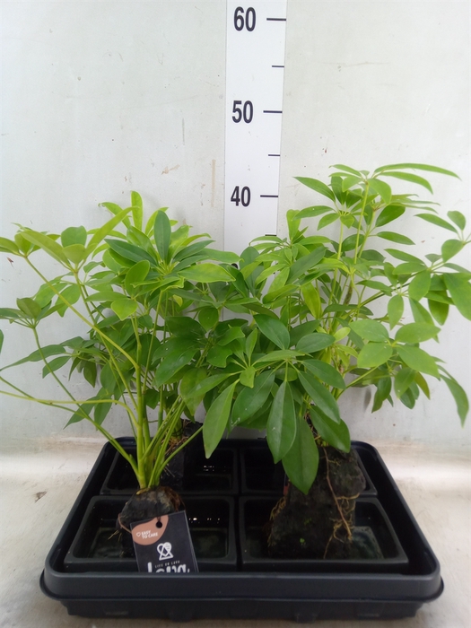 <h4>Arr.   Kamerplant Groen H%</h4>