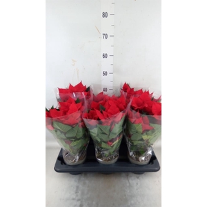 Euphorbia pulc. 'Christ Universe'