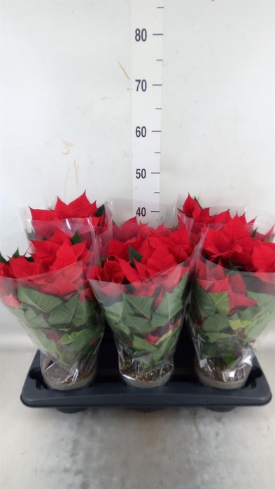 <h4>Euphorbia pulc. 'Christ Universe'</h4>