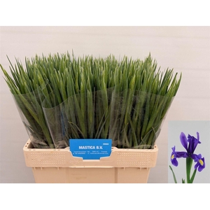 Iris Blue Magic 32 GR,(NL),(10)