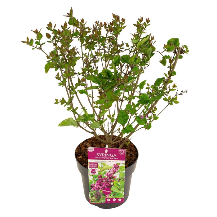 Syringa