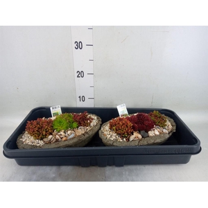 Arr.   Tuinplanten L%