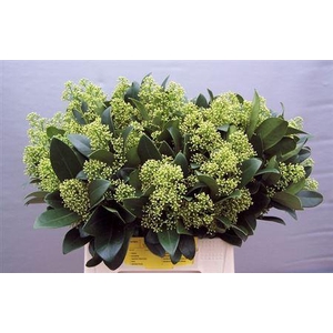 Skimmia J Magical Finchy