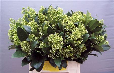 <h4>Skimmia J Magical Finchy</h4>