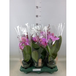 Phalaenopsis  'Spirit Pink'