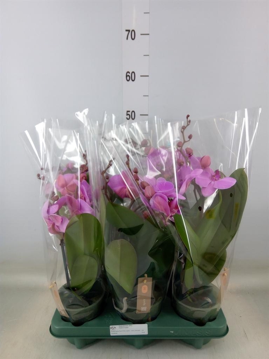 <h4>Phalaenopsis  'Spirit Pink'</h4>