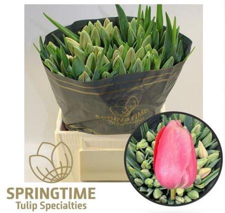 <h4>Tu En Menton</h4>