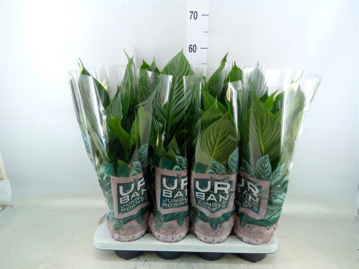 <h4>Spathiphyllum  'Pico Cupido'</h4>