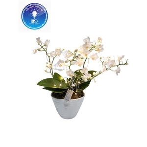 Arr.   Kamerplant Groen L%