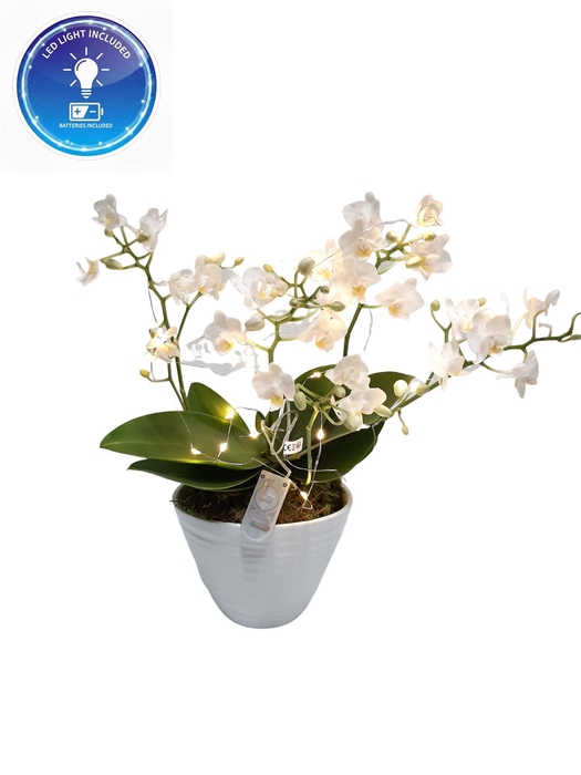 <h4>Arr.   Kamerplant Groen L%</h4>