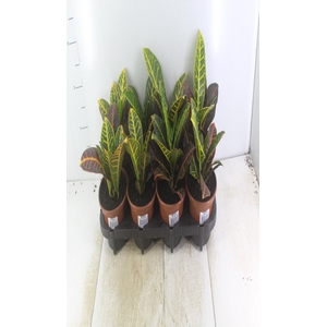 CROTON HIBRIDO PETRA P15