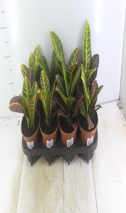 <h4>CROTON HIBRIDO PETRA P15</h4>