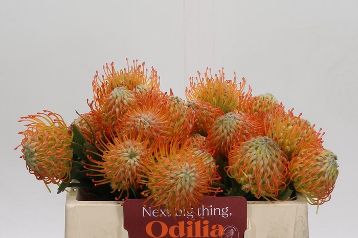 <h4>Nutans Ayoba Sun</h4>