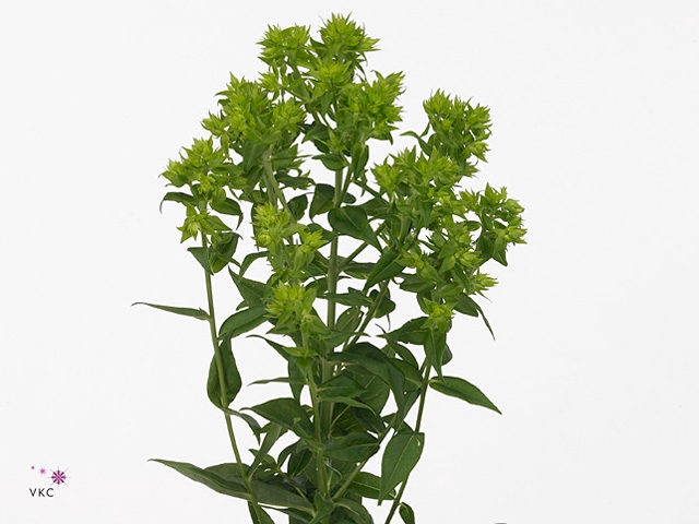 Phlox P Green Forest