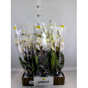Phalaenopsis   ...white