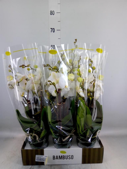 <h4>Phalaenopsis ...white</h4>