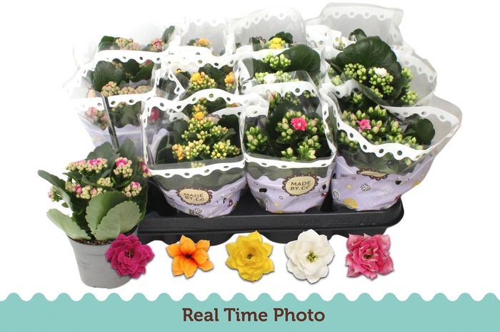 <h4>KAL GE GEM 5 KL</h4>