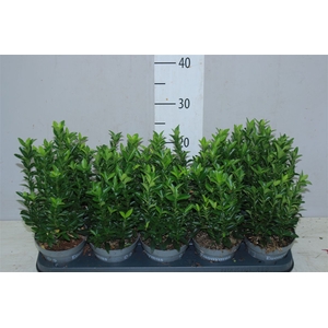 Euonymus Jap Green Spire