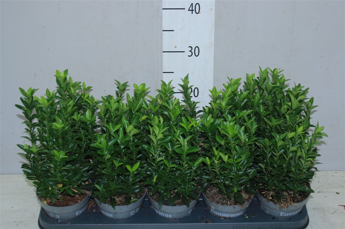 <h4>Euonymus Jap Green Spire</h4>