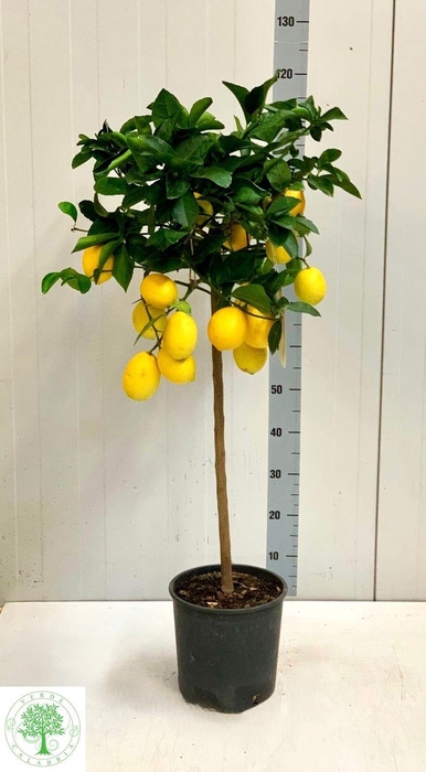 <h4>CITR MEYERI MEYER</h4>