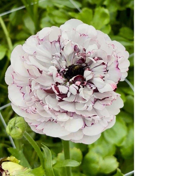 Ranunculus Brushmark Estrada