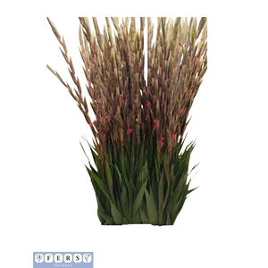 GLAD GR FAIRYTA PINK