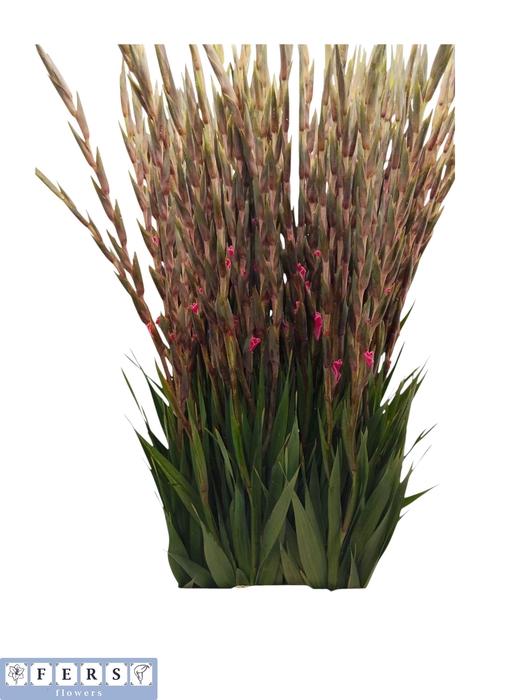 <h4>GLAD GR FAIRYTA PINK</h4>