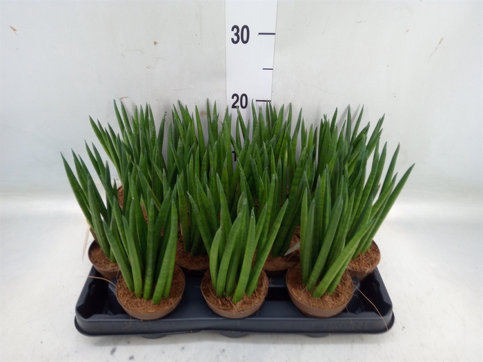 <h4>Sansevieria cyl.  ...</h4>