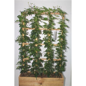 Hed He Green Ripple Outdoor Rekken