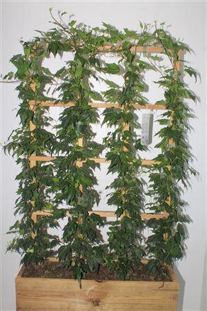 <h4>Hed He Green Ripple Outdoor Rekken</h4>