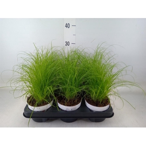 Cyperus alternifolius 'Zumula'