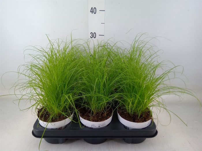 <h4>Cyperus alternifolius 'Zumula'</h4>