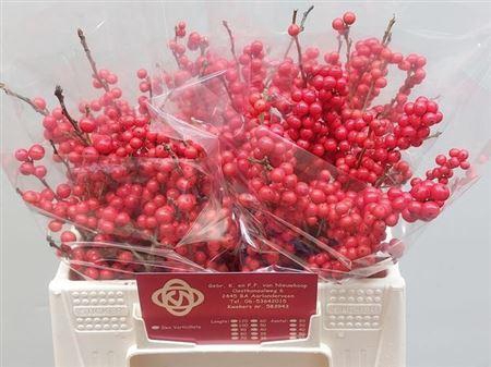 <h4>Ilex Ve Rode Bes</h4>