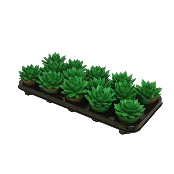 <h4>Echeveria coloured green</h4>