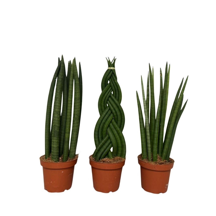 <h4>Sansevieria cylindrica</h4>