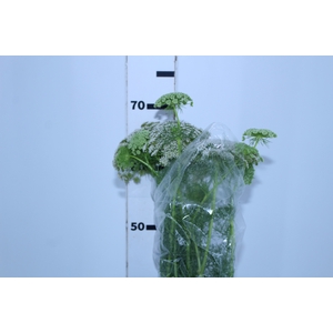 AMMI MAJUS 070 CM