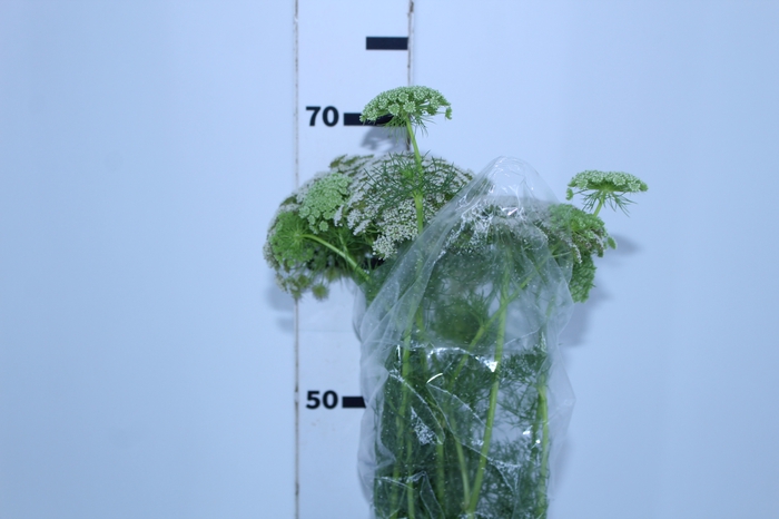 AMMI MAJUS 070 CM