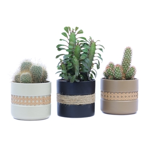 Cactus 12 cm in retro sierpot