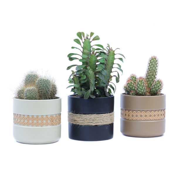 <h4>Cactus 12 cm in retro sierpot</h4>