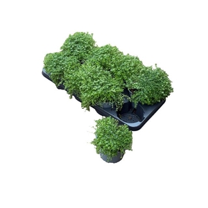 THYM VULGARIS