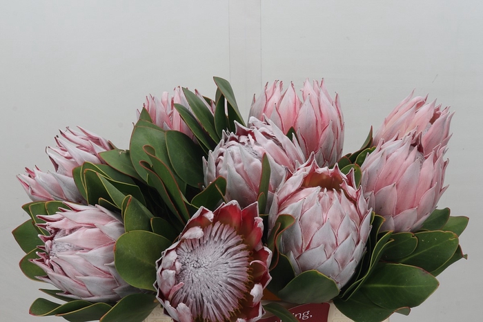 Protea Cynaroides