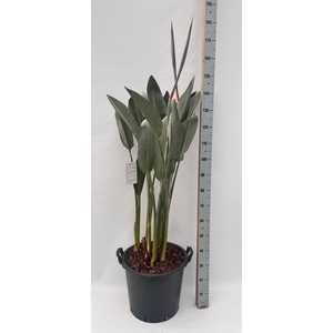 STRELITZIA REGIN BL