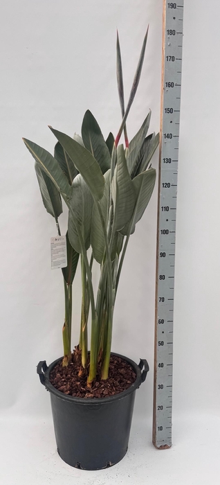 <h4>STRELITZIA REGIN BL</h4>