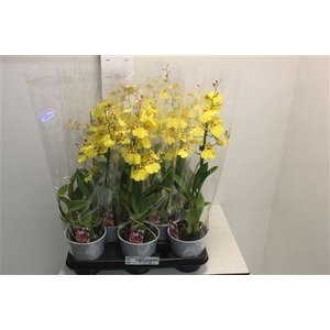 Oncidium Ov 1 Branche