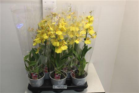 <h4>Oncidium Ov 1 Branche</h4>