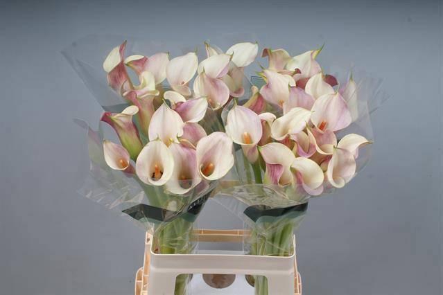 <h4>ZANT BLUSHING LADY</h4>