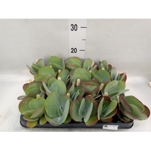 Kalanchoe NF thyrsiflora